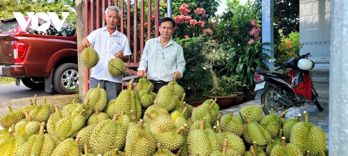 Nông dân tỉnh Đồng Tháp phấn khởi khi nhiều mặt hàng nông sản tăng giá